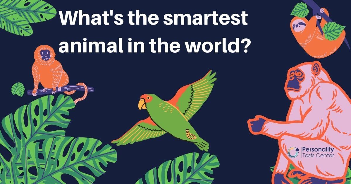 Five most intelligent animals. Tests Center