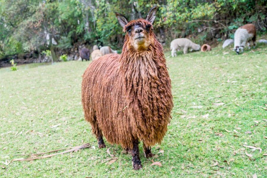 Alpacas