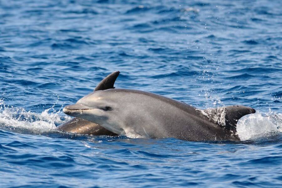 Bottlenose dolphin