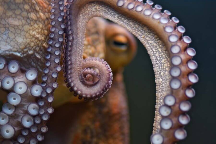 Octopus