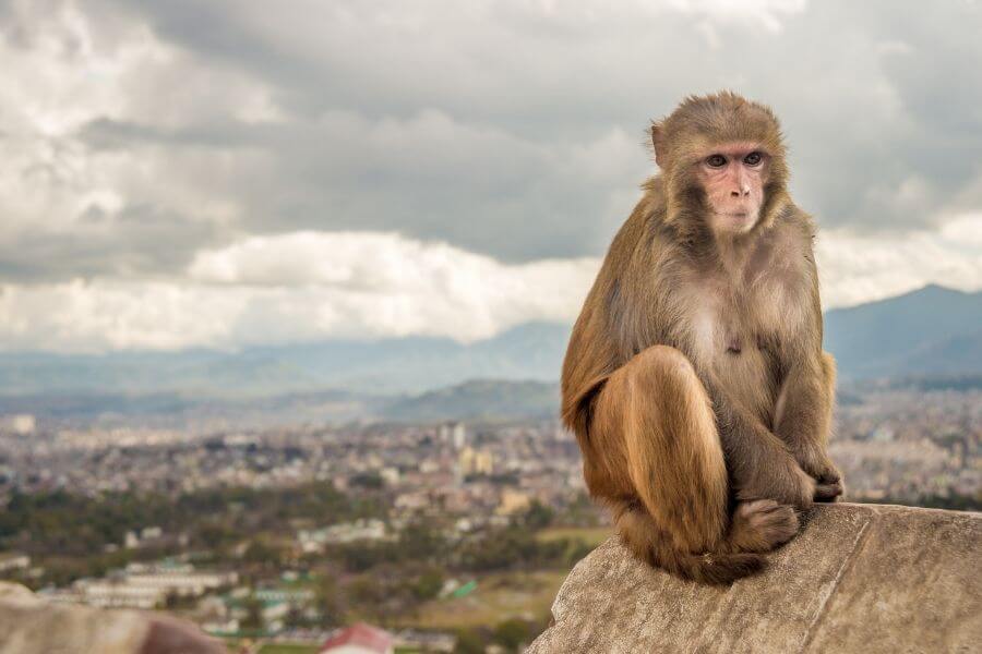 Rhesus Monkeys