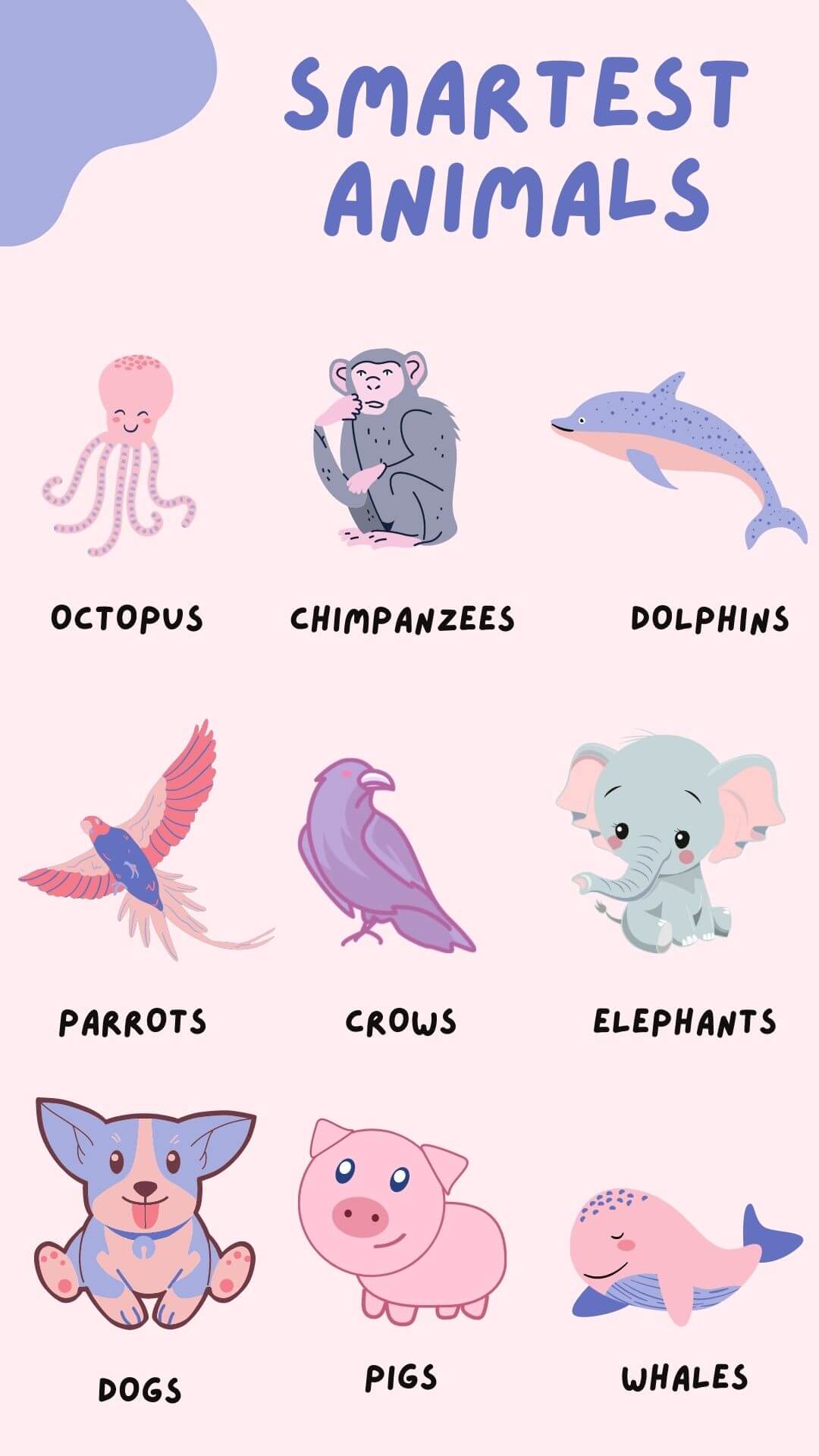 What animals are intelligent after humans.