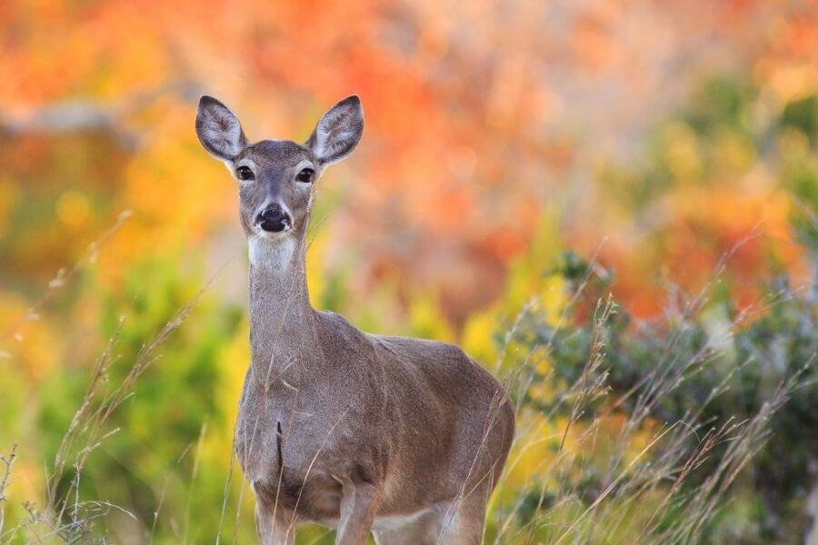 White-tailed Deer